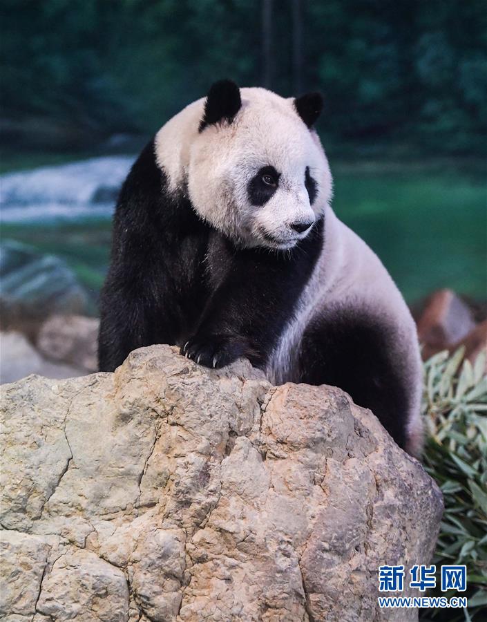 咩咩启示录老年教徒太多了怎么办